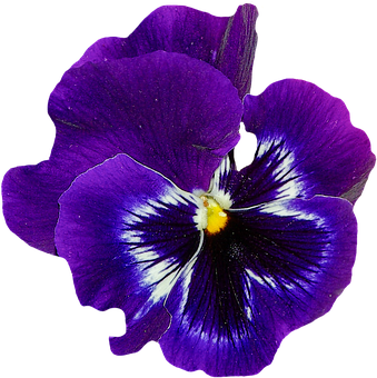 Vibrant Purple Pansy Flower PNG Image