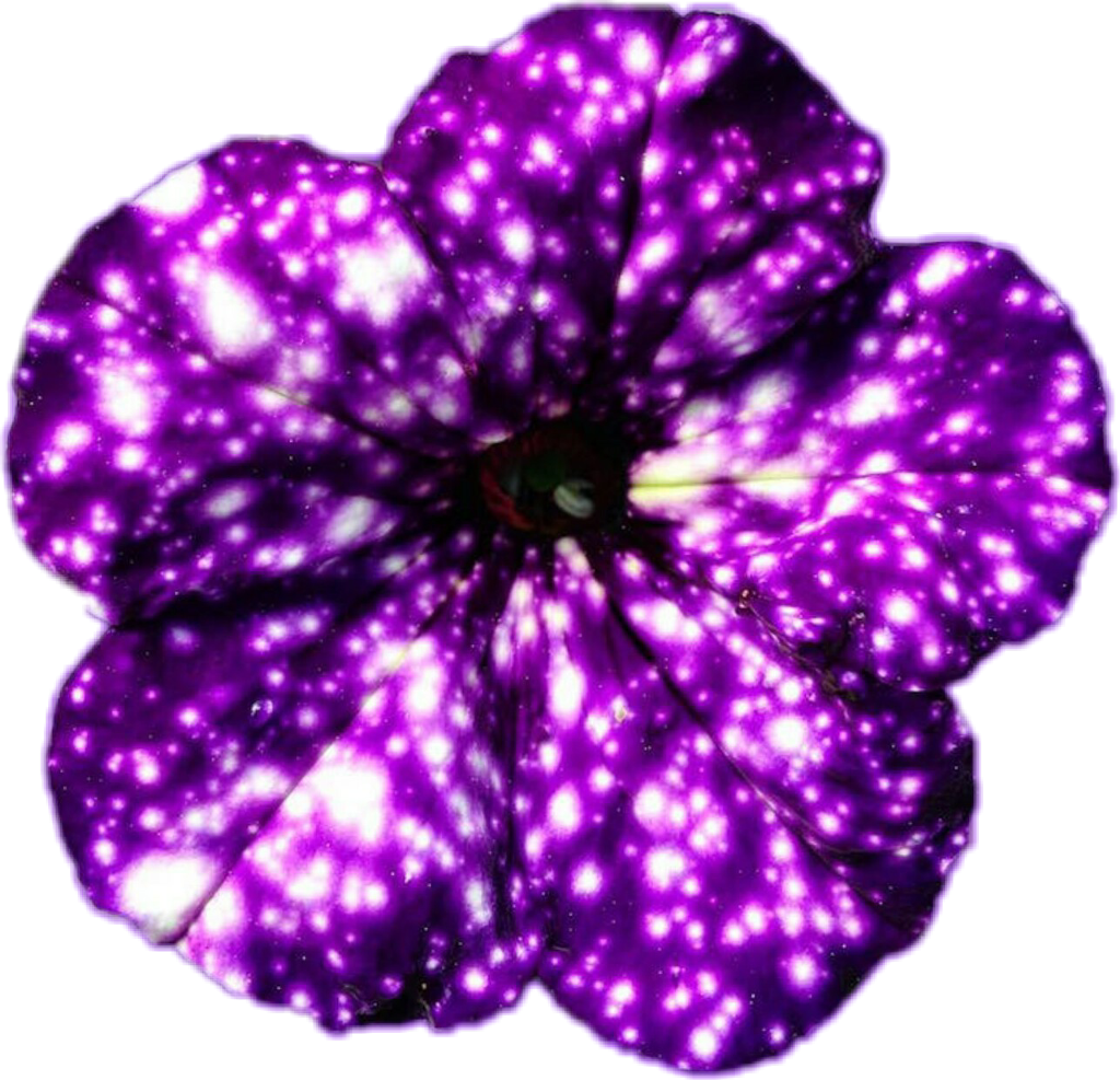 Vibrant Purple Petunia PNG Image