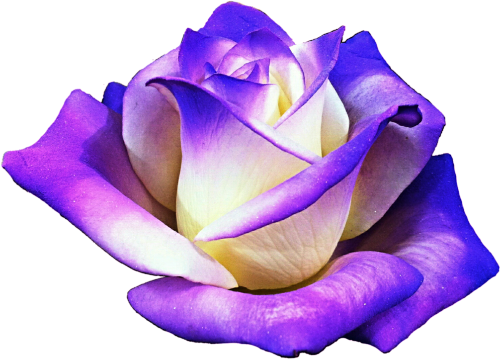 Vibrant_ Purple_ Rose_ Transparent_ Background.png PNG Image