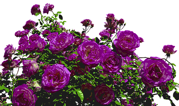 Vibrant Purple Roses Artistic Render PNG Image