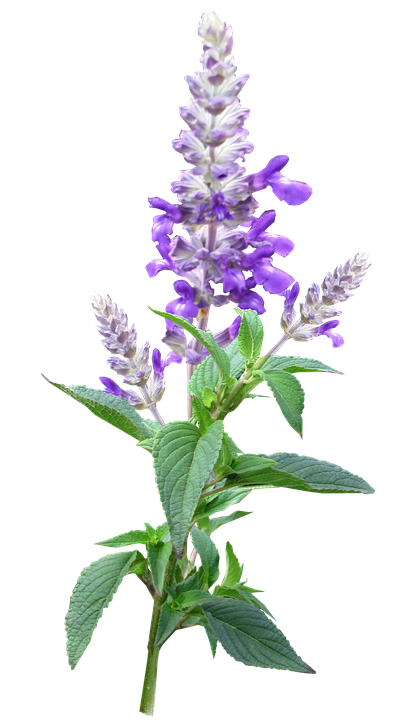 Vibrant Purple Salvia Flower PNG Image