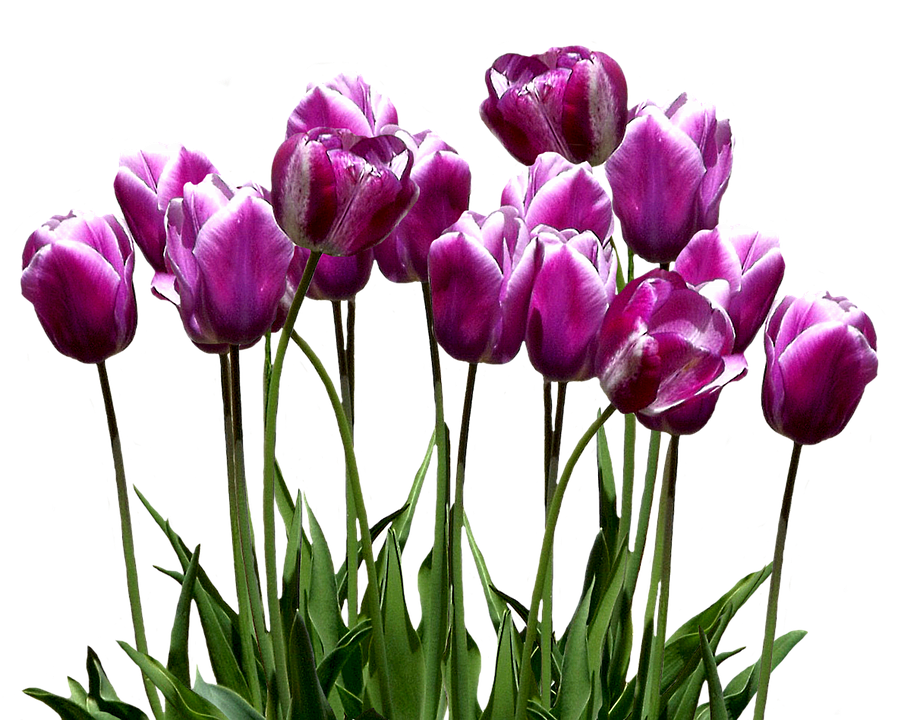 Vibrant_ Purple_ Tulips.png PNG Image