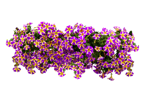 Vibrant Purpleand Yellow Flowers Black Background PNG Image