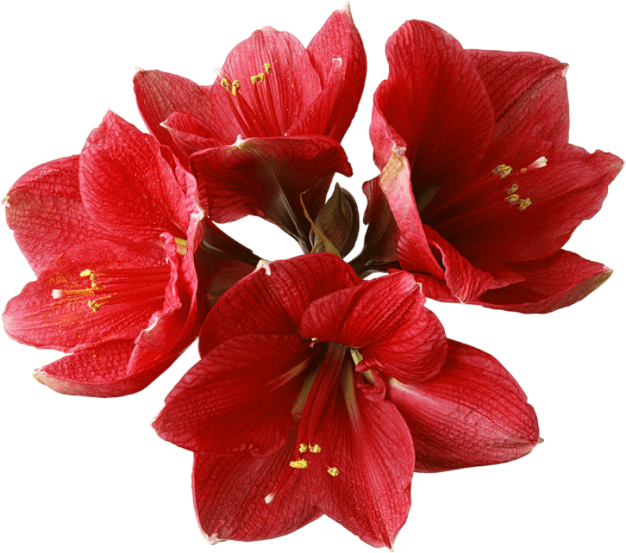 Vibrant Red Amaryllis Bloom PNG Image