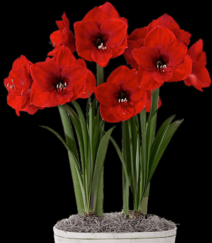 Vibrant_ Red_ Amaryllis_in_ White_ Pot PNG Image