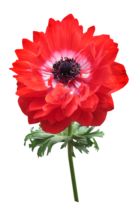 Vibrant Red Anemone Flower PNG Image