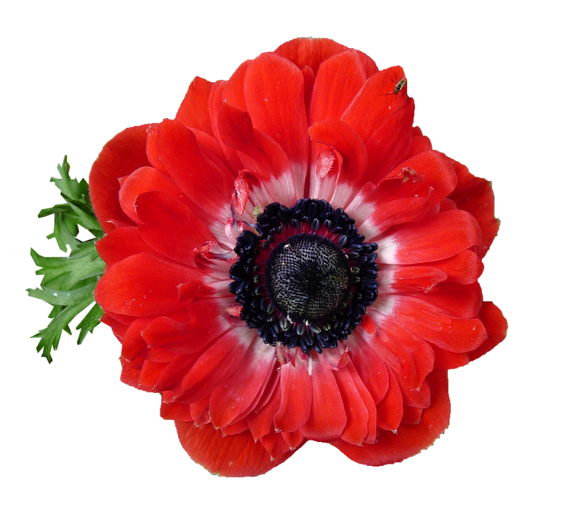 Vibrant Red Anemone Flower PNG Image