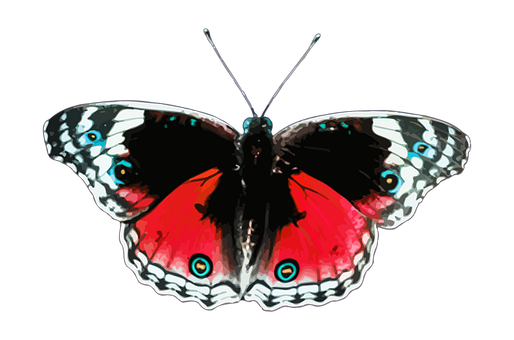 Vibrant Red Butterfly Black Background PNG Image