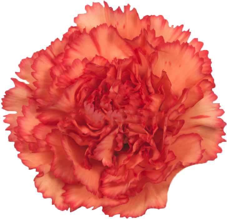 Vibrant Red Carnation Flower.png PNG Image