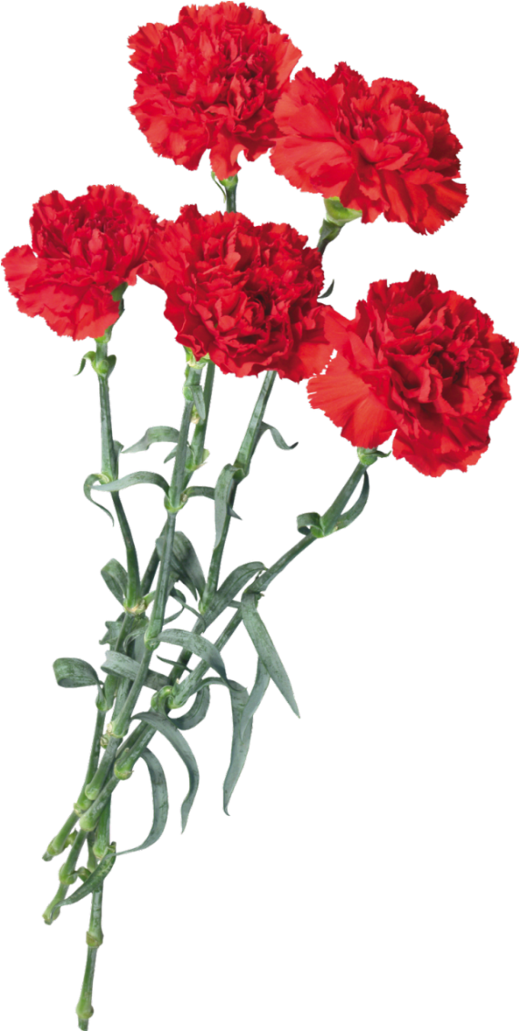 Vibrant Red Carnations Bouquet PNG Image