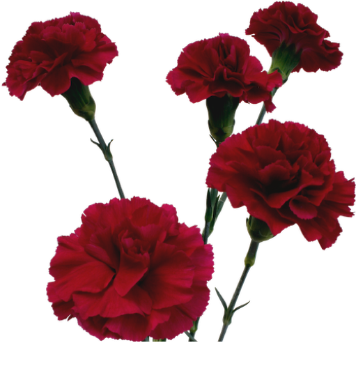 Vibrant Red Carnations Isolated PNG Image