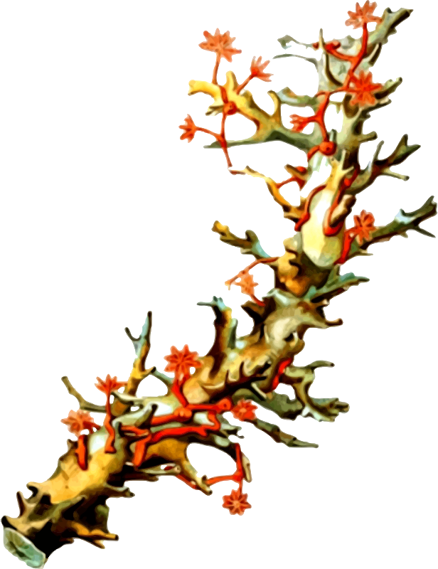 Vibrant Red Coral Branch PNG Image