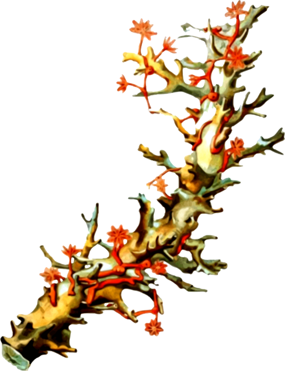 Vibrant Red Coral Branch PNG Image