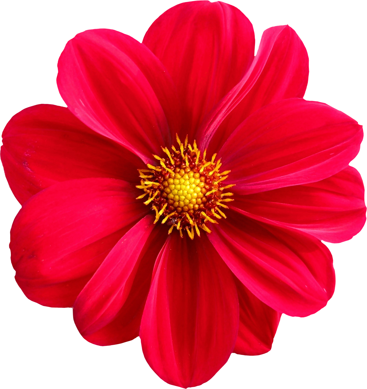 Vibrant Red Dahlia Flower PNG Image