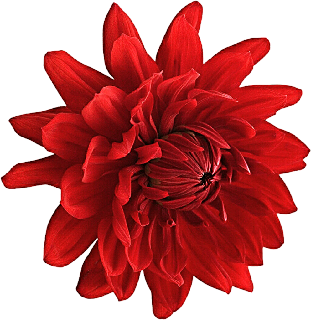 Vibrant_ Red_ Dahlia_ Flower.png PNG Image