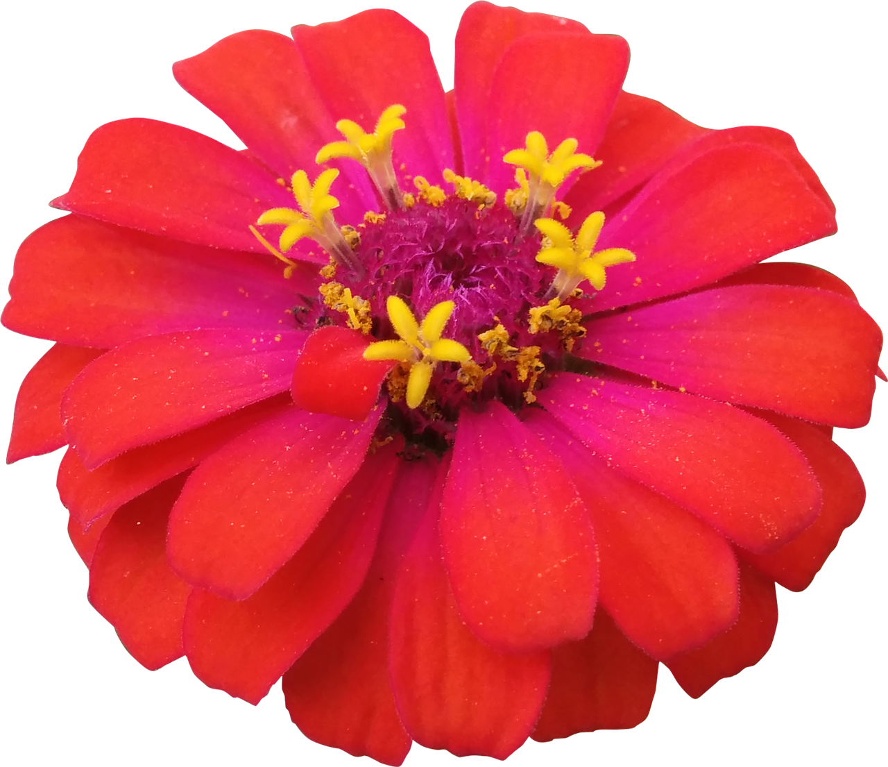 Vibrant Red Flowerwith Yellow Stamens PNG Image