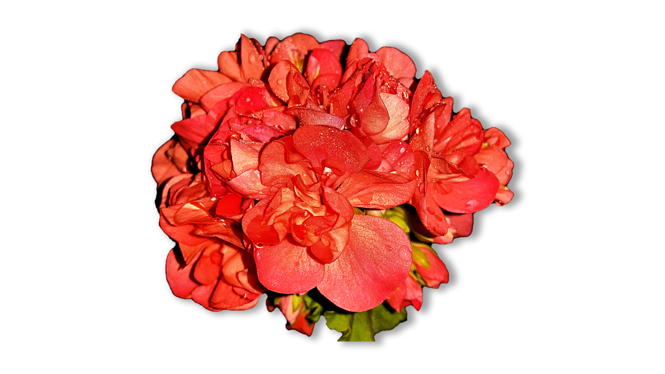 Vibrant Red Geranium Cluster PNG Image