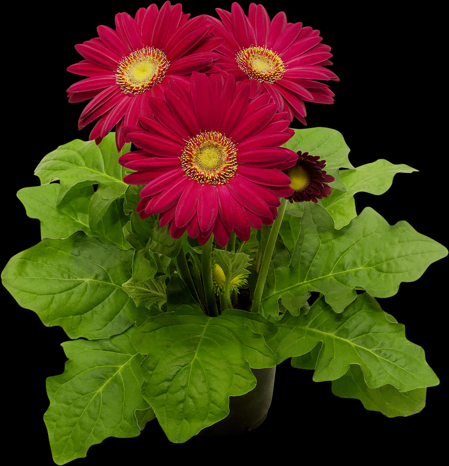 Vibrant Red Gerbera Daisies PNG Image