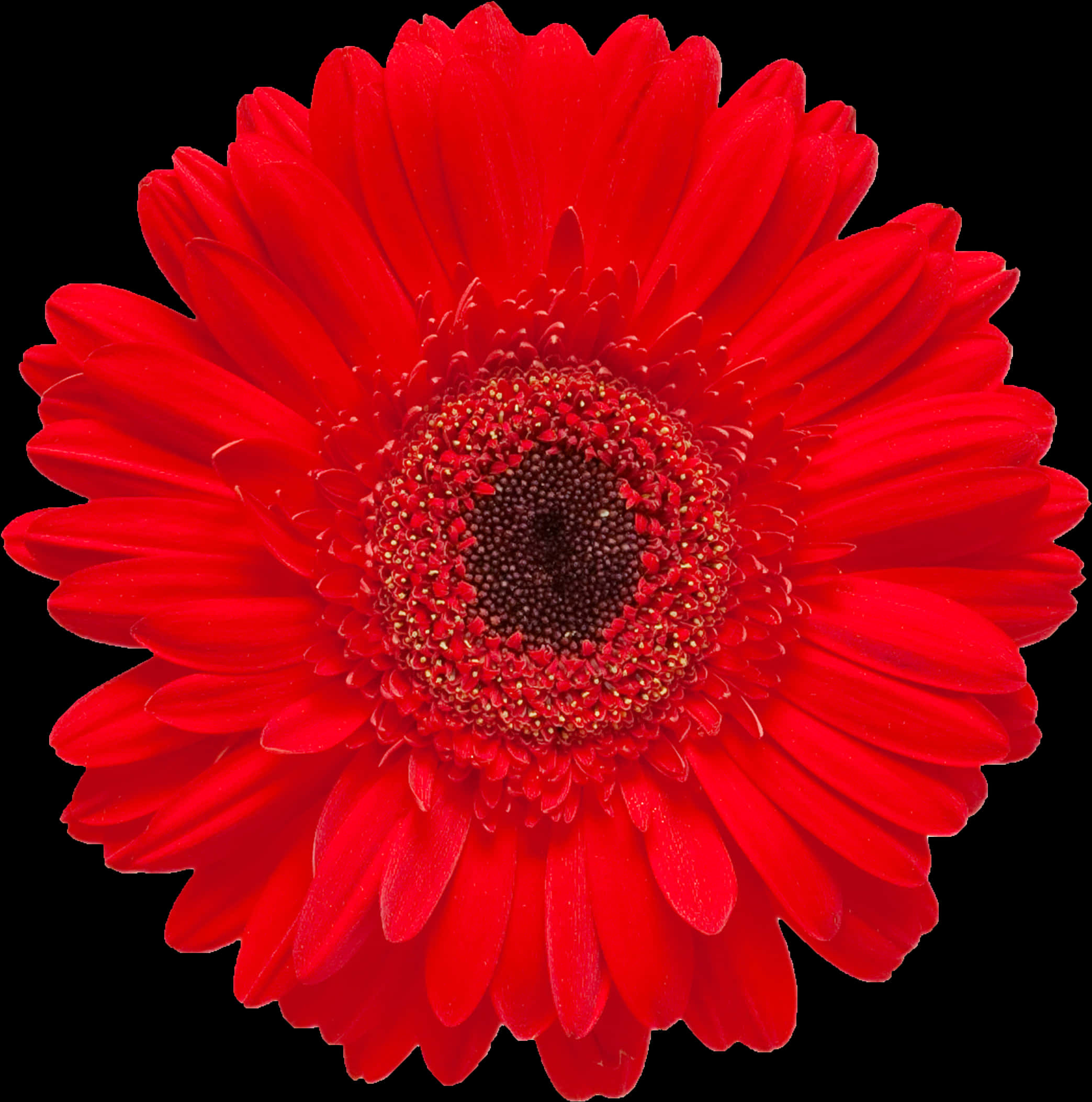 Vibrant Red Gerbera Daisy Black Background PNG Image