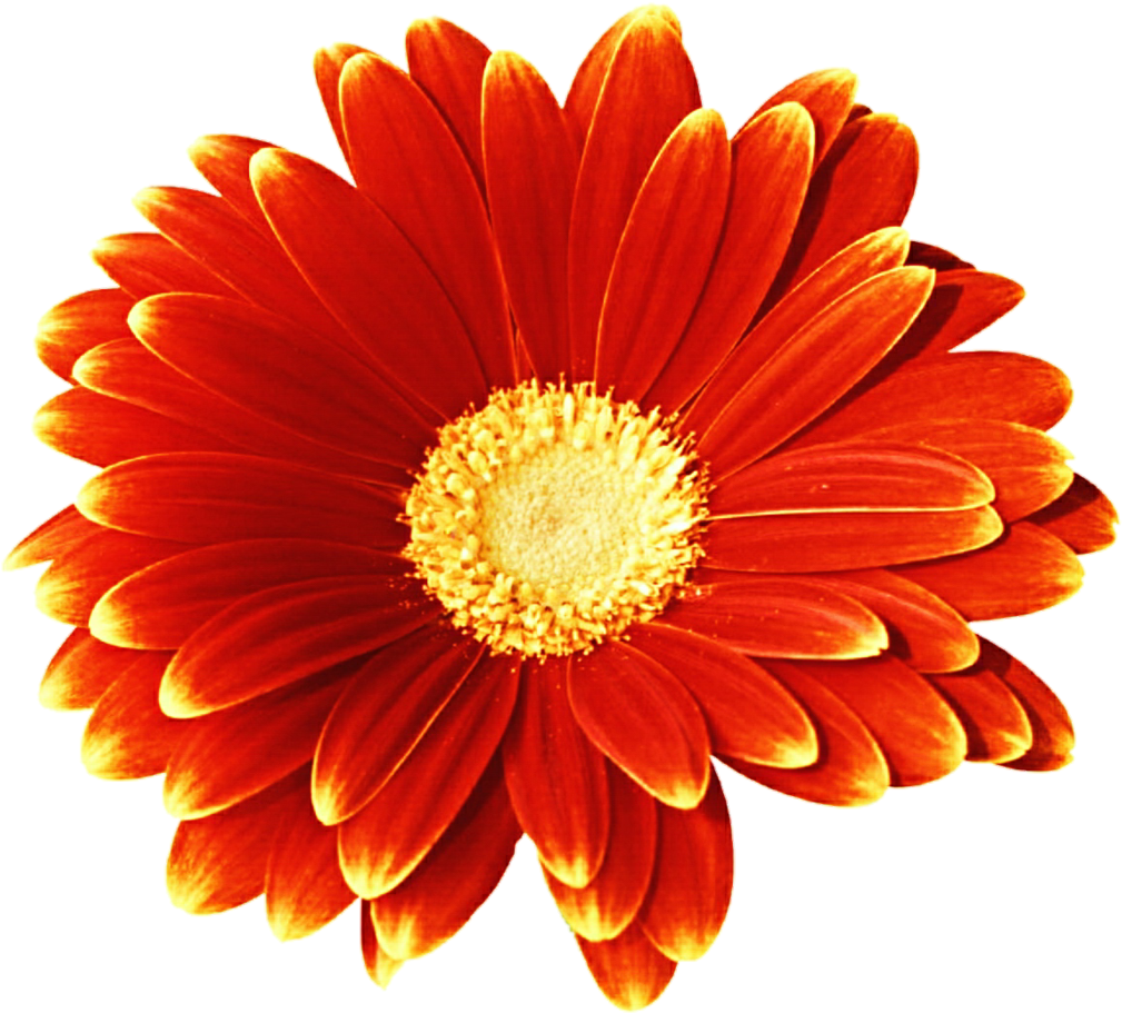 Vibrant Red Gerbera Daisy PNG Image