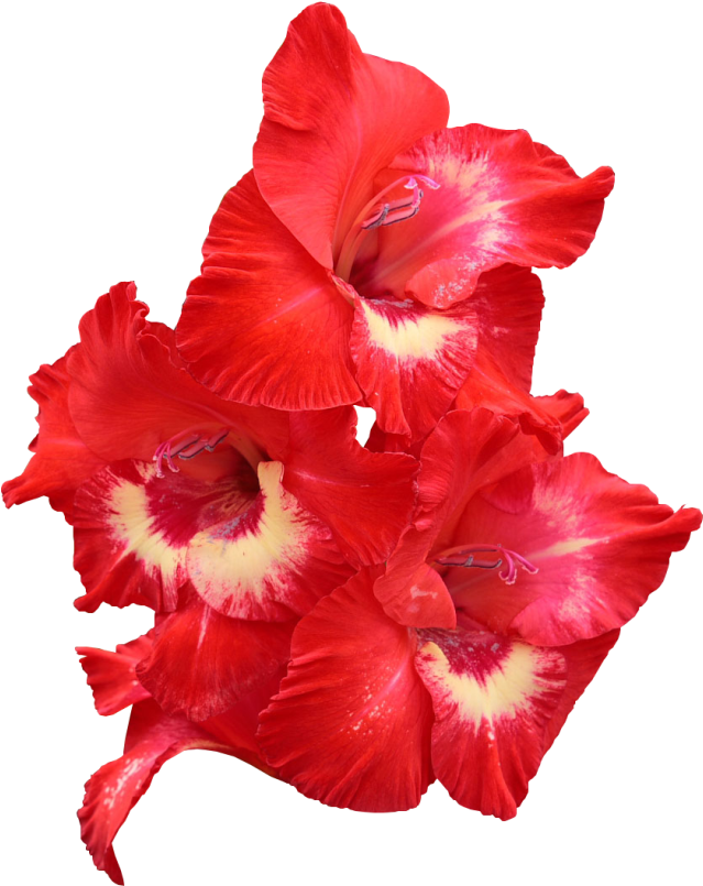 Vibrant Red Gladiolus Flowers PNG Image