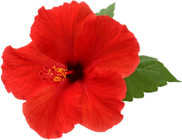 Vibrant Red Hibiscus Flower PNG Image