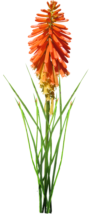 Vibrant Red Hot Poker Flower PNG Image