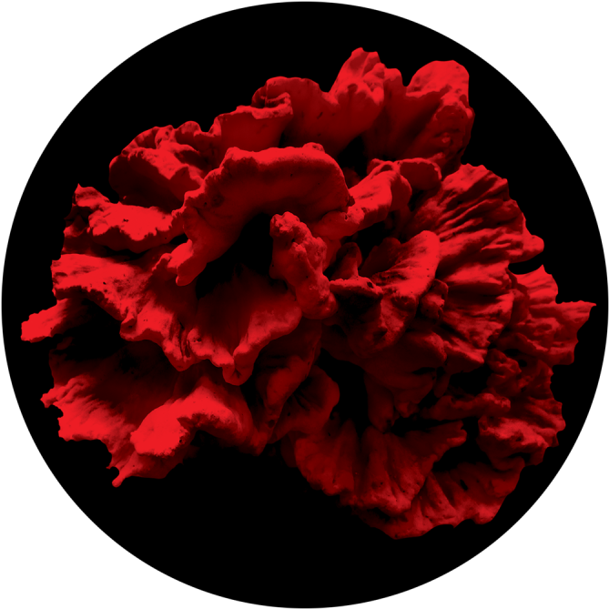 Vibrant Red Peony Flower PNG Image