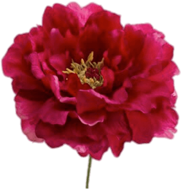 Vibrant Red Peony Flower PNG Image