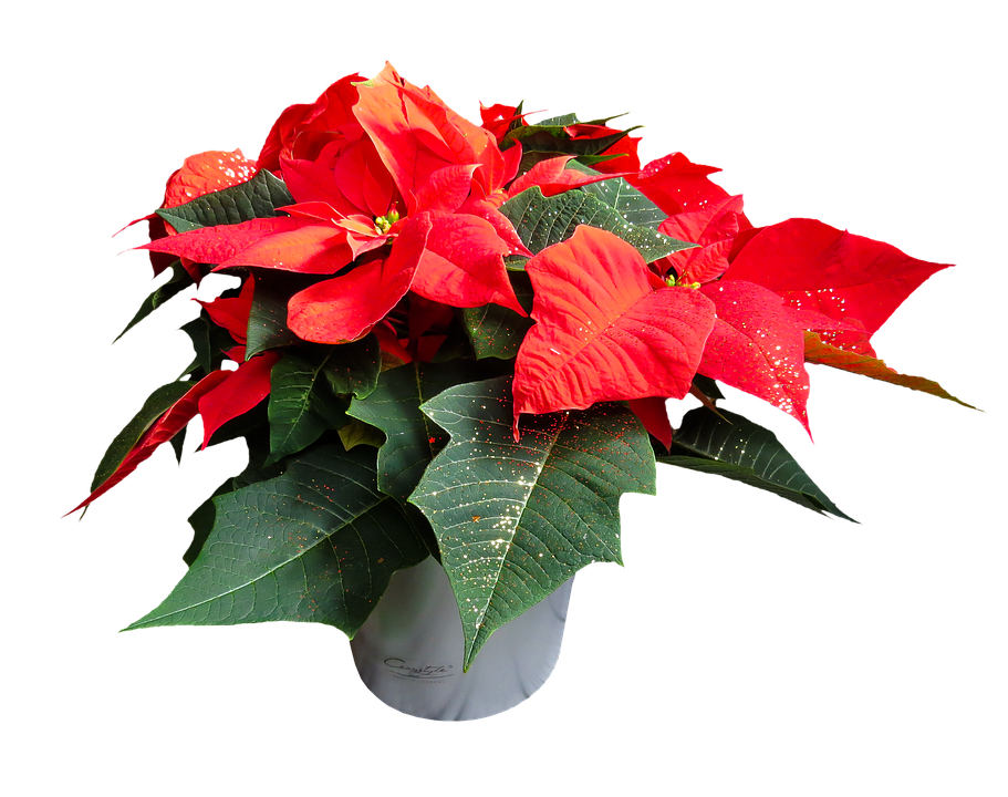 Vibrant Red Poinsettia Plant PNG Image