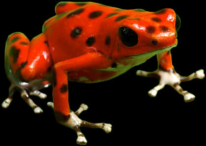 Vibrant Red Poison Dart Frog PNG Image