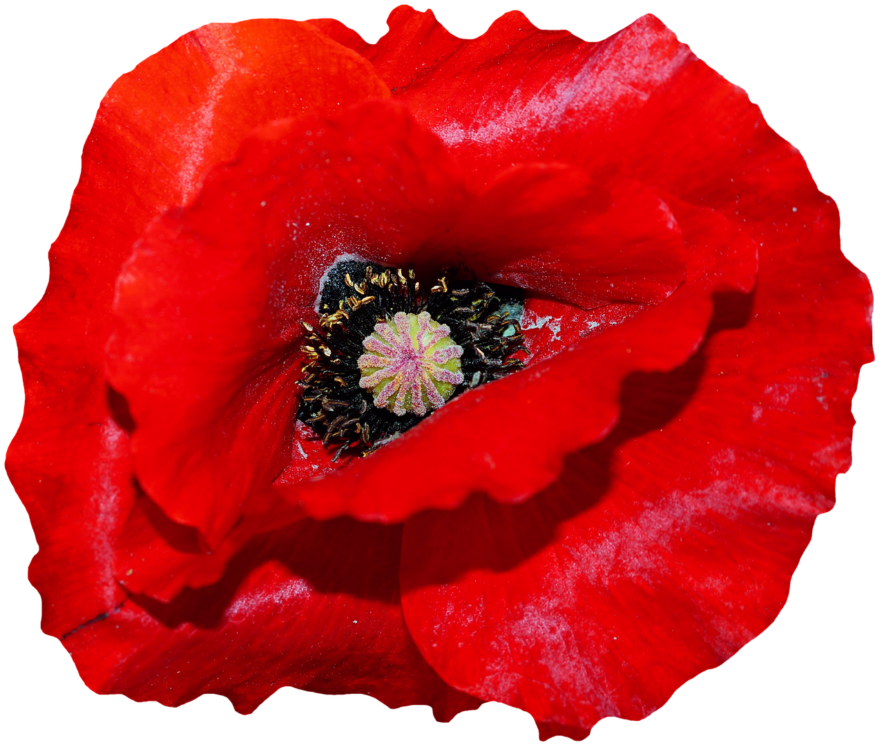 Vibrant Red Poppy Black Background PNG Image