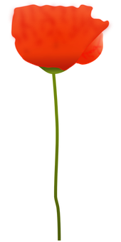 Vibrant Red Poppy Flower PNG Image