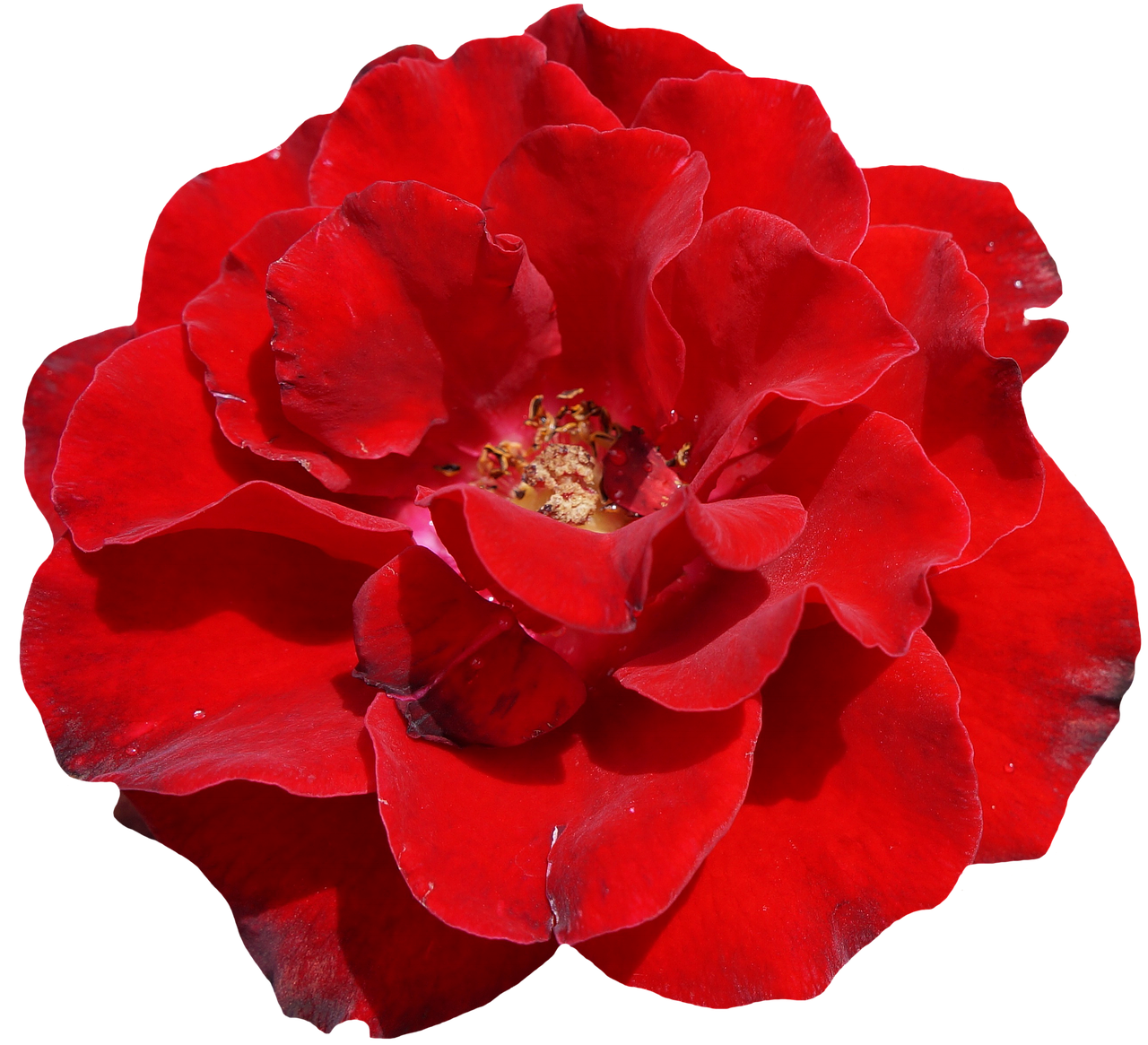 Vibrant Red Rose Black Background.jpg PNG Image