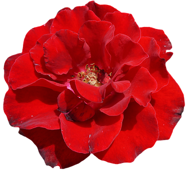 Vibrant Red Rose Black Background PNG Image