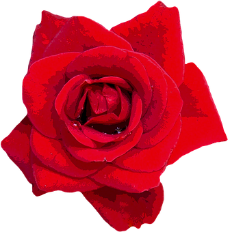 Vibrant_ Red_ Rose_ Closeup.jpg PNG Image