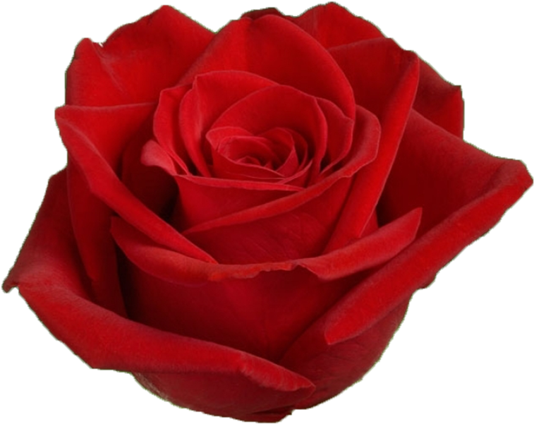 Vibrant Red Rose Closeup.png PNG Image