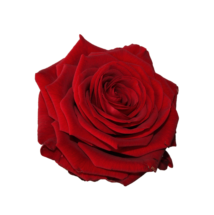 Vibrant Red Rose Flower PNG Image