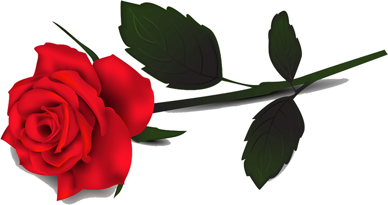 Vibrant_ Red_ Rose_ Graphic.png PNG Image