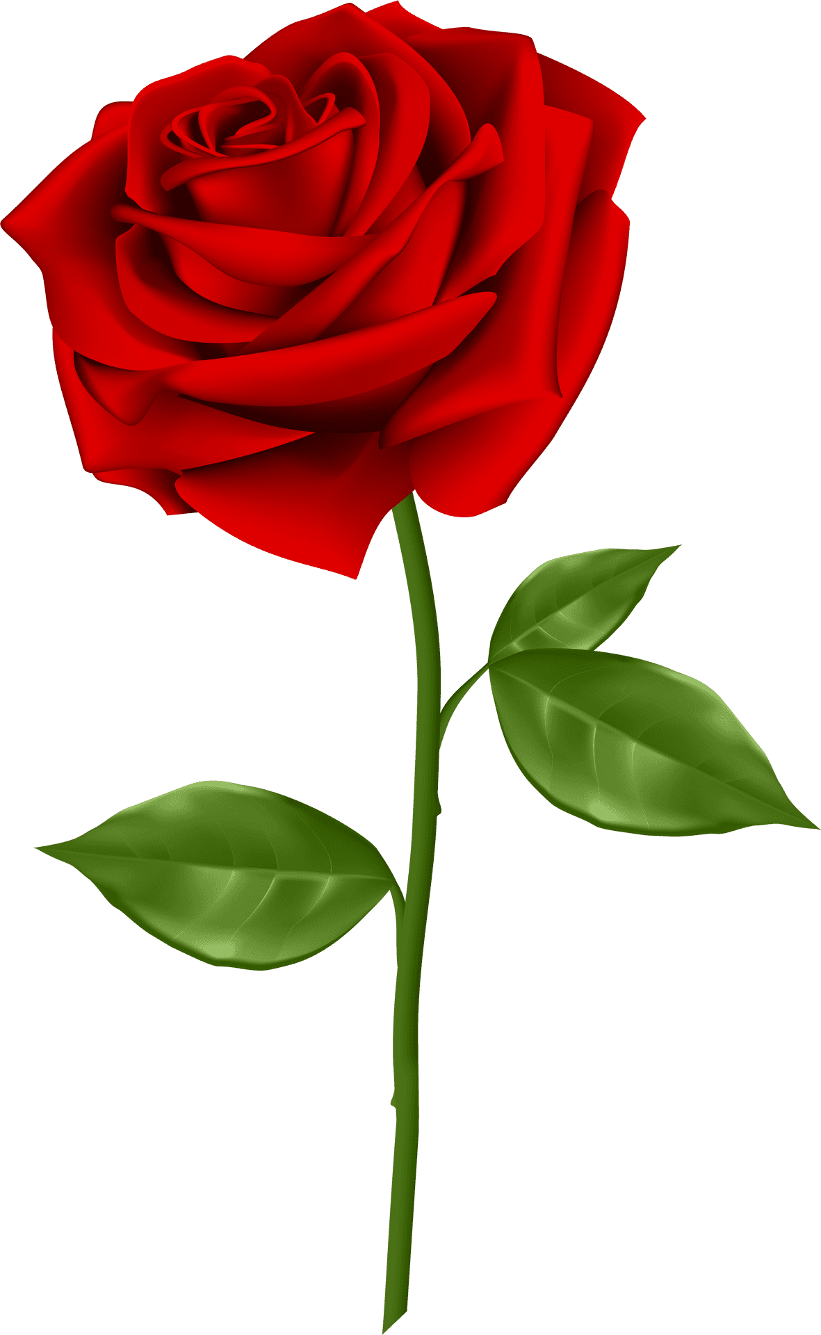 Vibrant Red Rose Illustration.png PNG Image