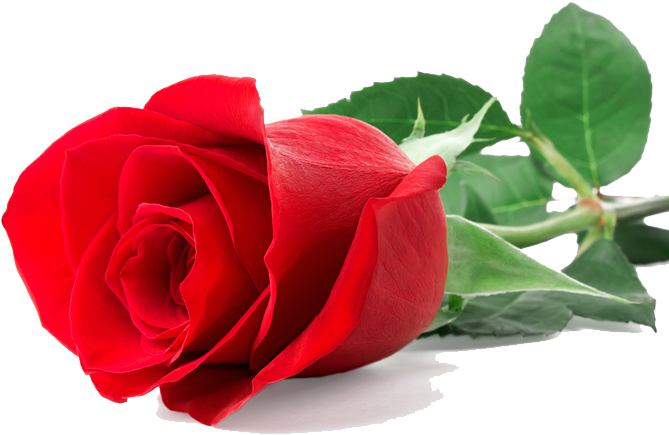 Vibrant Red Rose Isolated PNG Image