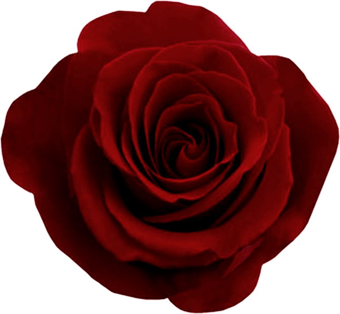 Vibrant Red Rose Isolated PNG Image