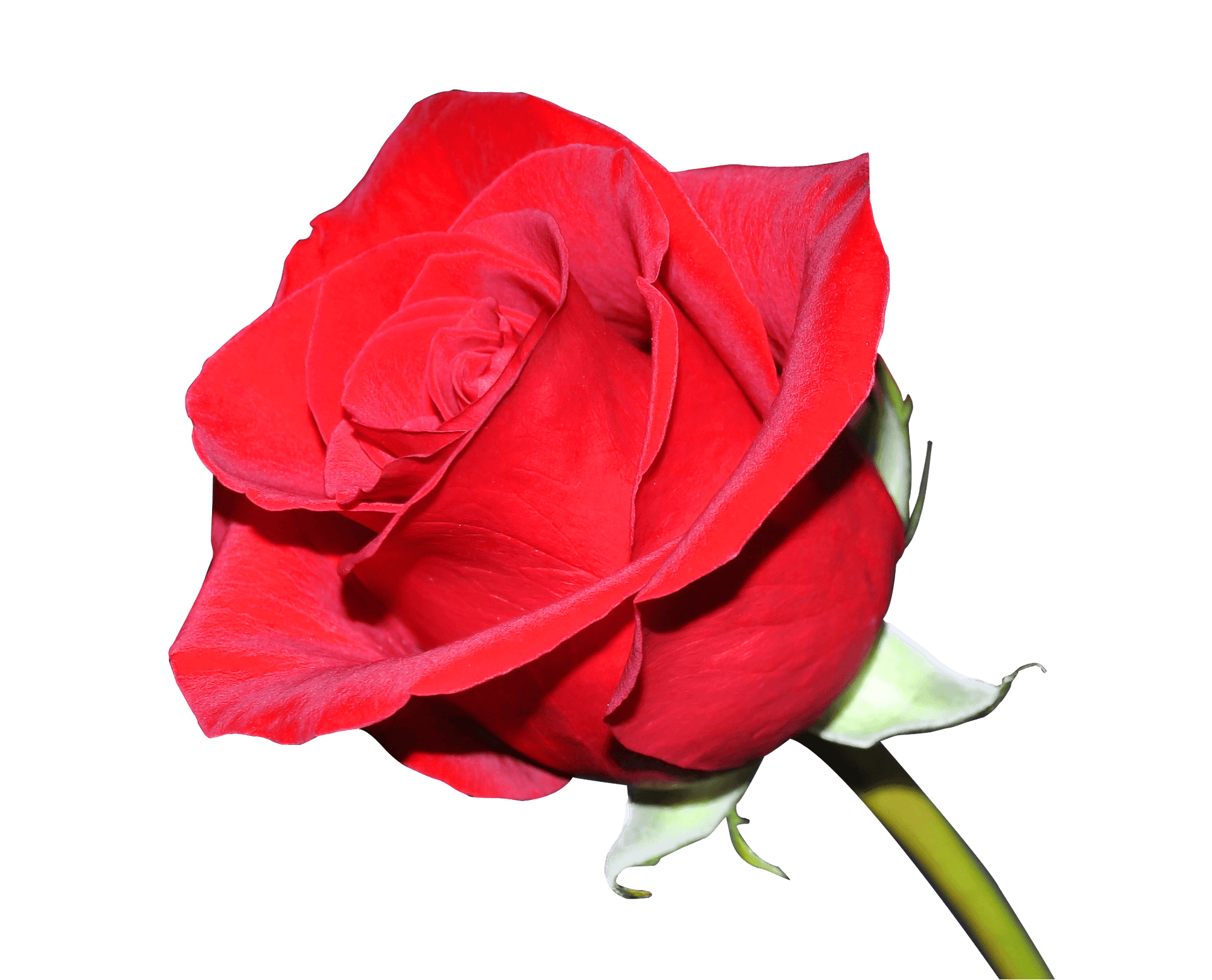 Vibrant Red Rose Isolated.png PNG Image