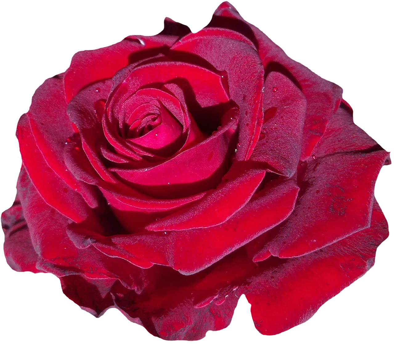 Vibrant Red Rose Isolated.png PNG Image