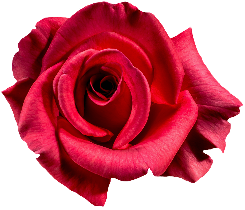 Vibrant Red Rose Isolated.png PNG Image