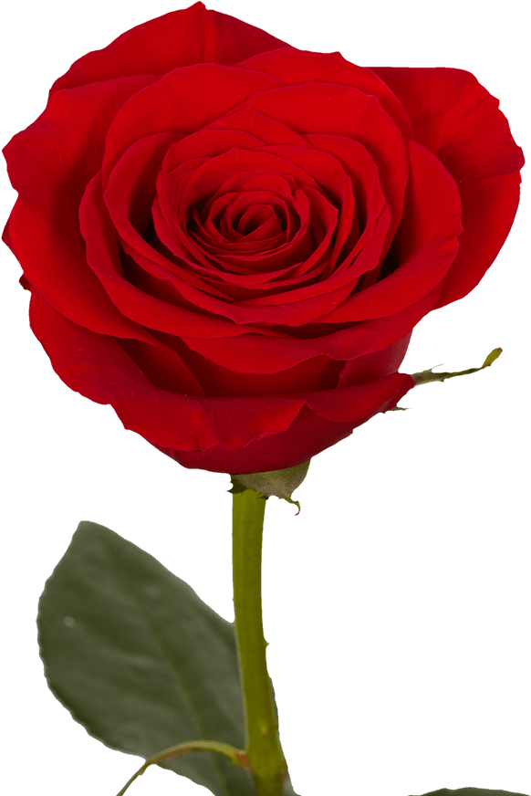 Vibrant Red Rose Single Stem PNG Image