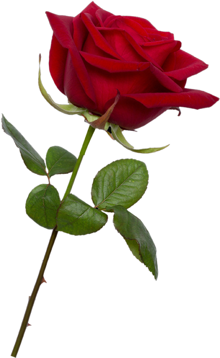 Vibrant Red Rose Stem PNG Image