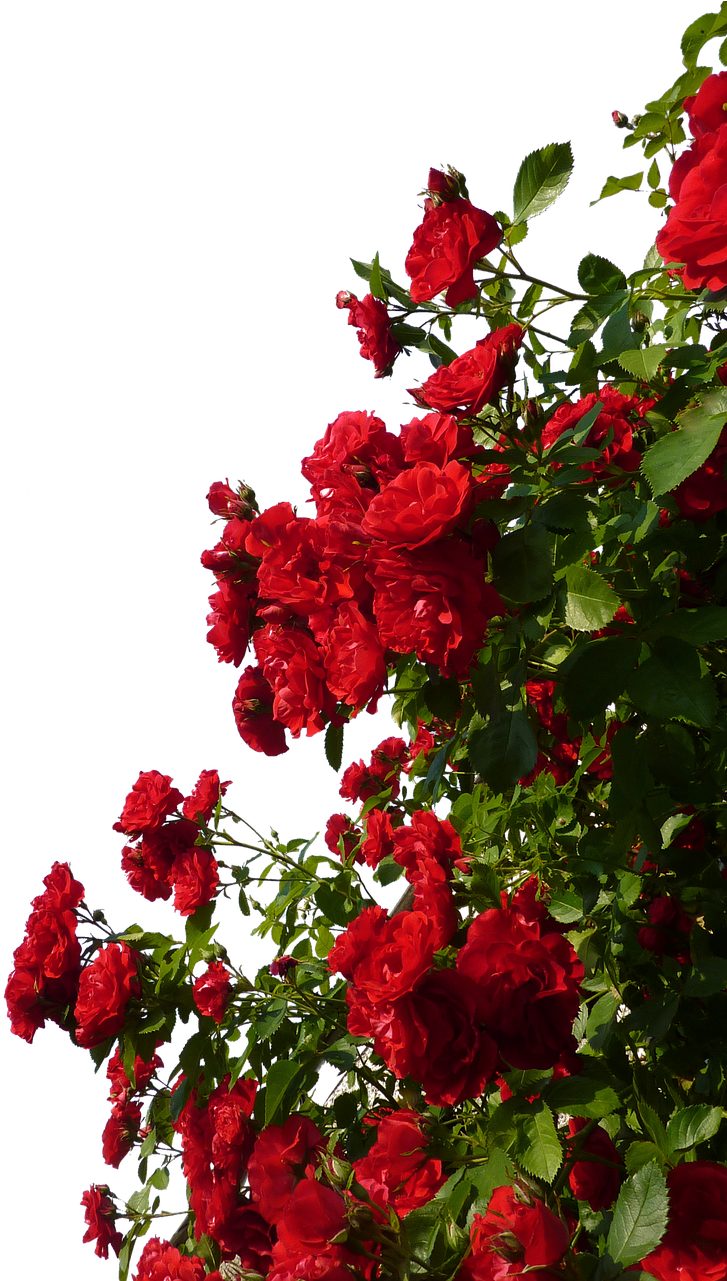 Vibrant_ Red_ Roses_ Against_ Sky PNG Image