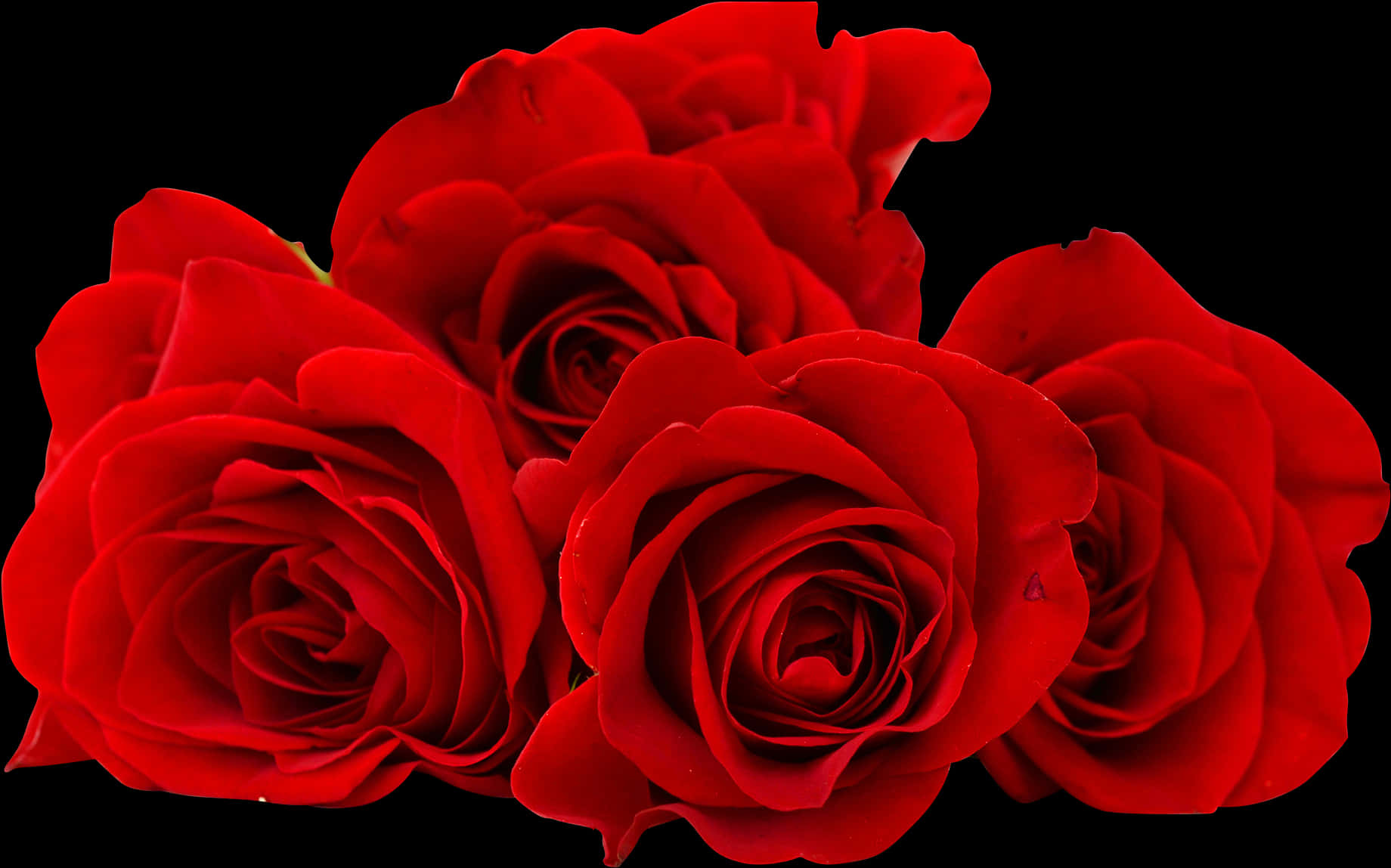 Vibrant_ Red_ Roses_ Black_ Background.jpg PNG Image