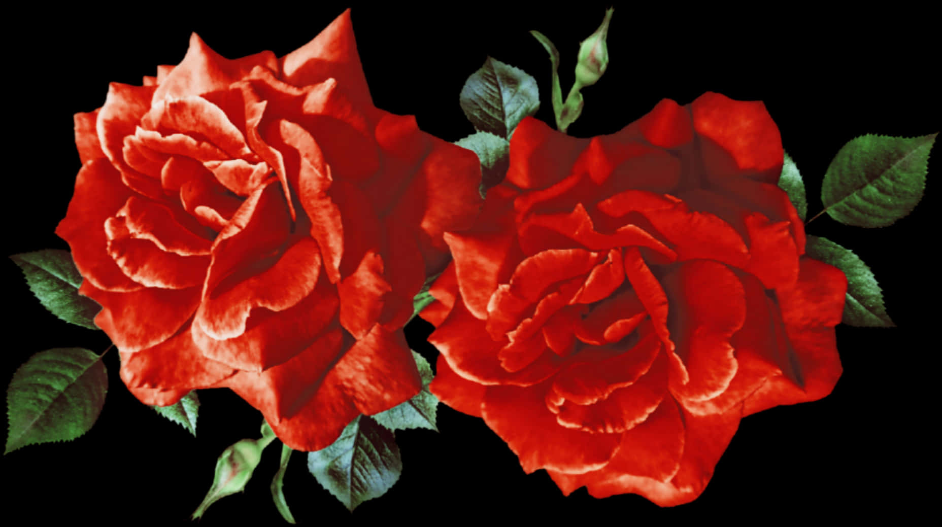 Vibrant_ Red_ Roses_ Black_ Background.jpg PNG Image